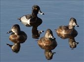 Lesser Scaup, Rich Grissom Memorial Wetlands: by vagabonds3, Views[172]