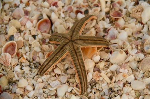 Sea star, Sanibel