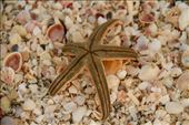 Sea star, Sanibel: by vagabonds3, Views[408]