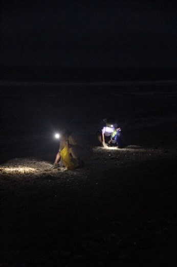 Shelling in the Dark, Sanibel