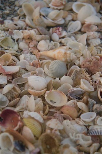 Sanibel shells