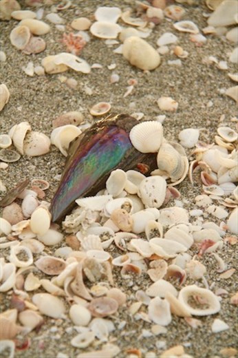 Sanibel shells