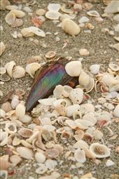 Sanibel shells: by vagabonds3, Views[456]