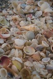 Sanibel shells: by vagabonds3, Views[535]