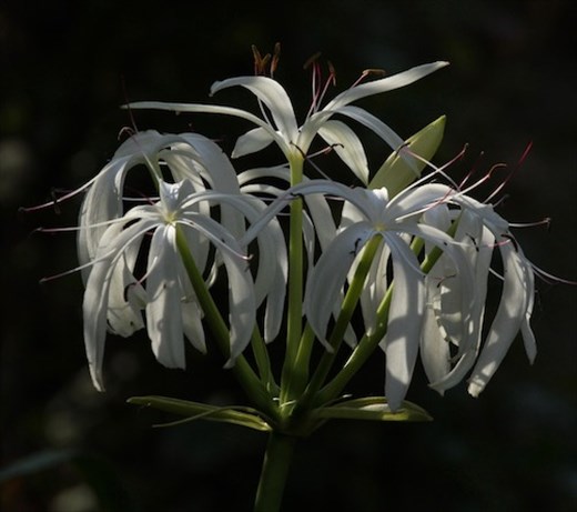 Swamp lilly, Corkscrew Swamp Audubon Refuge
