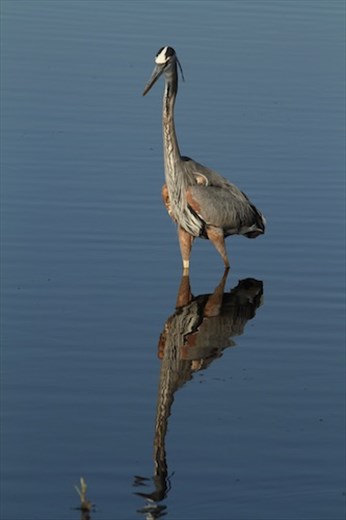 Tri-colored heron; Circle Bar B Ranch
