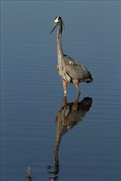 Tri-colored heron; Circle Bar B Ranch: by vagabonds3, Views[291]