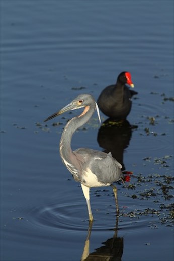 Tri-colored heron and galanule; Circle Bar B Ranch