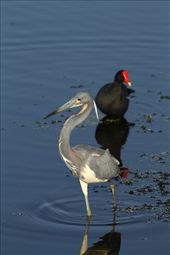 Tri-colored heron and galanule; Circle Bar B Ranch: by vagabonds3, Views[201]