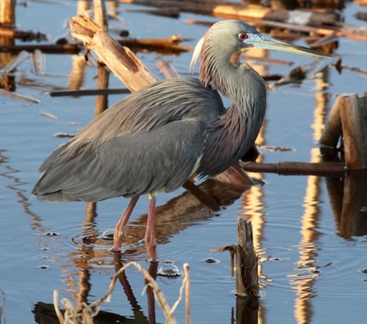 Tricolor heron, Circle B Bar Park