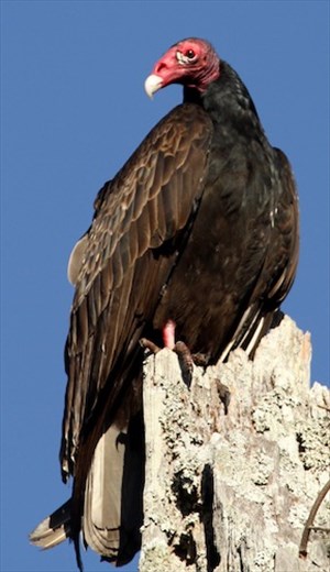 Turkey vulture, Corkscrew Swamp