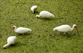 White ibis, Lettuce Lake: by vagabonds3, Views[213]