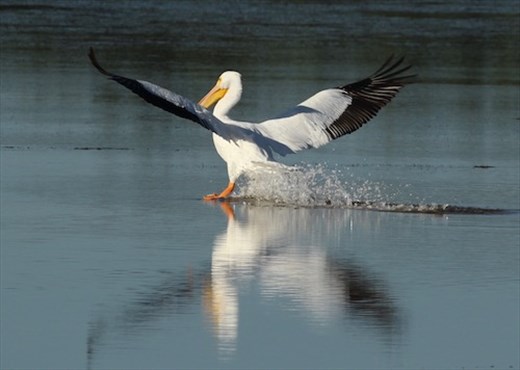White pelican, Ding Darling NWS