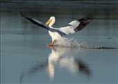 White pelican, Ding Darling NWS: by vagabonds3, Views[151]