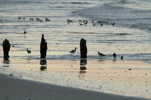 Willets, Christmas Bird Count, Naples