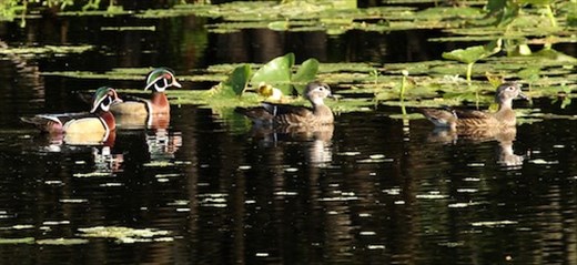 Wood ducks, Lettuce Lake Park