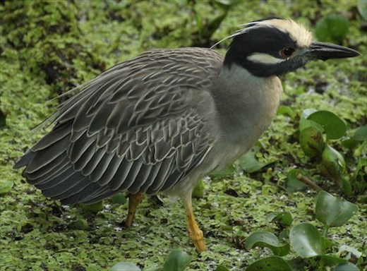 Yellow-crowned night heron, Lettuce Lake