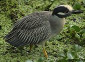 Yellow-crowned night heron, Lettuce Lake: by vagabonds3, Views[214]