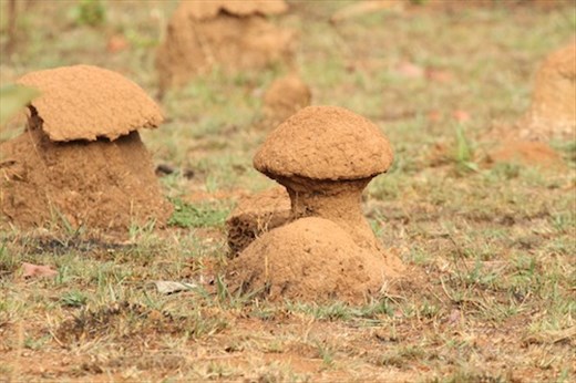 Mushroom-shaped termite mounds