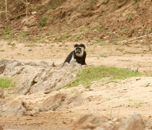 Black and white colobus monkey, Benoue