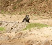 Black and white colobus monkey, Benoue: by vagabonds3, Views[519]
