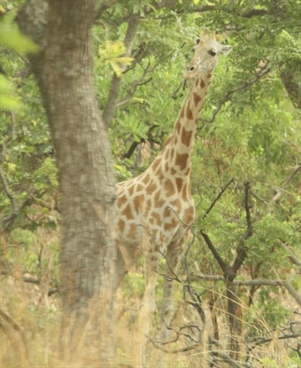 Giraffe, Benoue NP