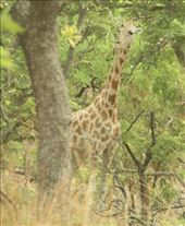 Giraffe, Benoue NP: by vagabonds3, Views[449]