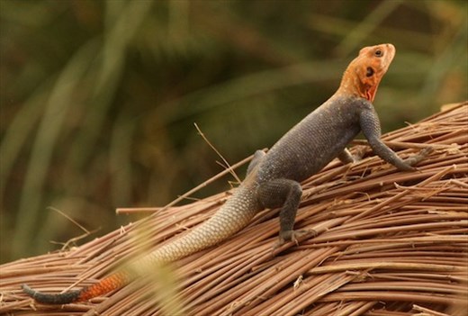Red-headed agama