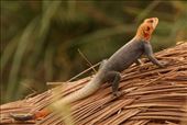 Red-headed agama: by vagabonds3, Views[415]