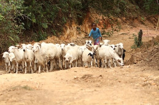 Girls herding goats