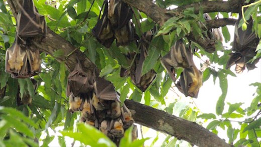Straw-colored fruit bats