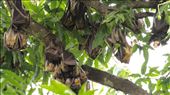 Straw-colored fruit bats: by vagabonds3, Views[468]