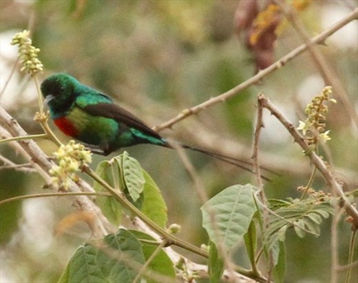 Beautiful Sunbird (that's its name, too)