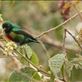 Beautiful Sunbird (that's its name, too) Views[523]