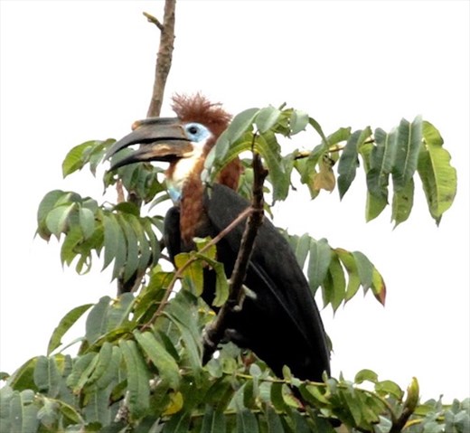 Black-casqued Hornbill
