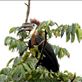 Black-casqued Hornbill Views[513]
