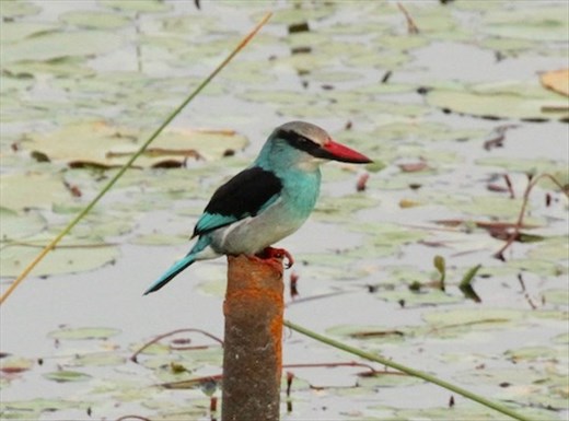 Black-breasted Kingfisher