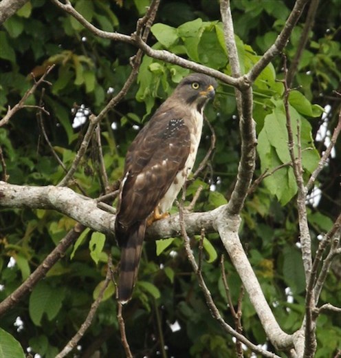 Congo Serpent Eagle