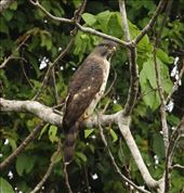 Congo Serpent Eagle: by vagabonds3, Views[509]