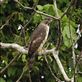 Congo Serpent Eagle Views[505]