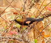 Copper Sunbird: by vagabonds3, Views[508]