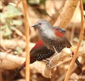 Dybowski's Twinspot: by vagabonds3, Views[472]