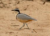 Egyptian Plover: by vagabonds3, Views[519]