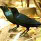 Greater Blue-eared Starling Views[453]