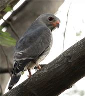 Lizard Buzzard: by vagabonds3, Views[469]