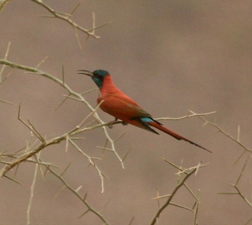Northern Carmine Bee-eater