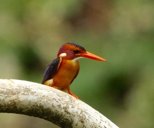Pygmy Kingfisher