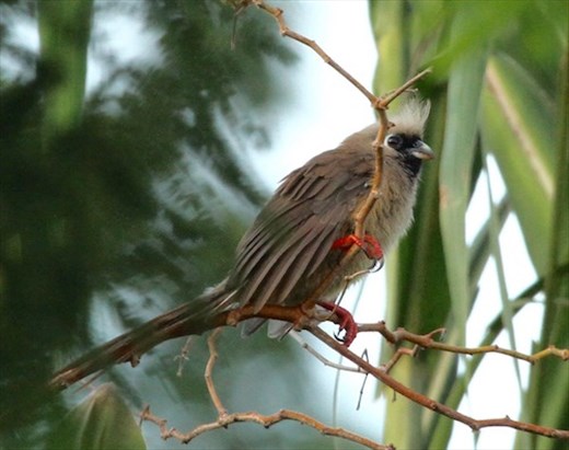 Speckled Mousebird