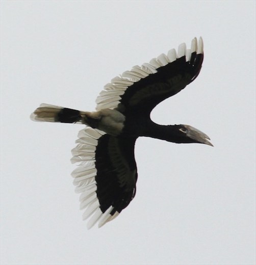 white-thighed Hornbill