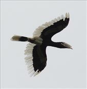 white-thighed Hornbill: by vagabonds3, Views[529]
